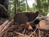 Agaricus albolutescens image