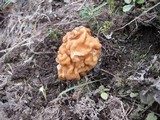 Gyromitra montana image