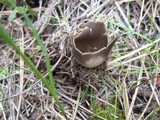 Helvella leucomelaena image