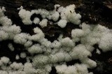 Ceratiomyxa fruticulosa var. fruticulosa image