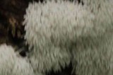 Ceratiomyxa fruticulosa var. fruticulosa image