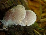Spinellus fusiger image
