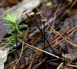 Gymnopus androsaceus image