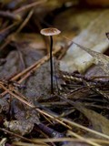 Gymnopus androsaceus image