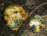 Hypomyces lateritius image