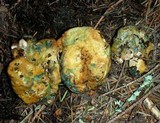 Hypomyces lateritius image