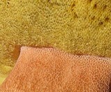 Boletus rex-veris image