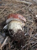 Boletus rex-veris image