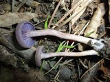 Laccaria amethystina image