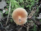 Hygrocybe laeta var. laeta image