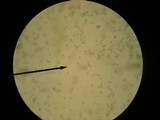 Amanita solaniolens image