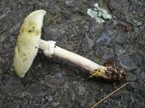 Amanita flavorubens image