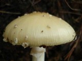 Amanita velatipes image