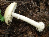 Amanita velatipes image