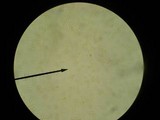 Amanita velatipes image