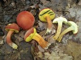 Boletus rubellus image