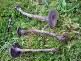 Laccaria amethystina image