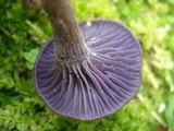 Laccaria amethystina image