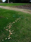 Marasmius oreades image