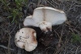 Neolentinus ponderosus image