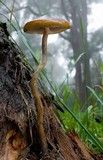 Psilocybe subaeruginosa image