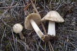Inocybe rimosa image