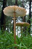 Macrolepiota clelandii image
