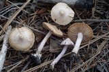 Inocybe geophylla var. geophylla image