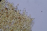 Inocybe geophylla var. geophylla image