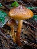 Pholiota communis image
