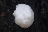Reticularia lycoperdon image