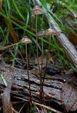 Mycena cystidiosa image