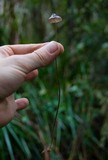 Mycena cystidiosa image