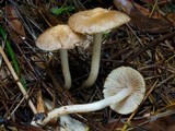 Inocybe sindonia image