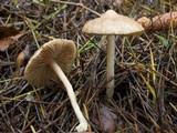 Inocybe sindonia image