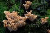 Podoscypha petalodes image