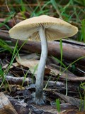 Psilocybe subaeruginosa image