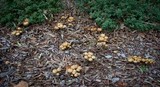 Psilocybe subaeruginosa image