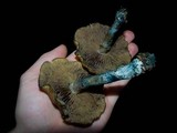 Psilocybe subaeruginosa image