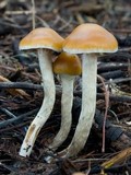 Psilocybe subaeruginosa image
