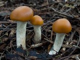 Psilocybe subaeruginosa image