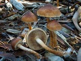 Pholiota communis image