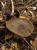 Tylopilus porphyrosporus image