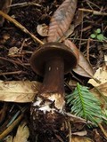 Tylopilus porphyrosporus image