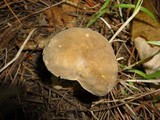 Boletus variipes image