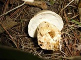 Boletus variipes image