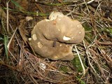 Boletus variipes image