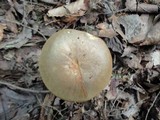 Leccinum pseudoscabrum image