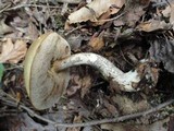 Leccinum pseudoscabrum image