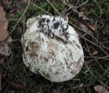 Sarcosphaera coronaria image